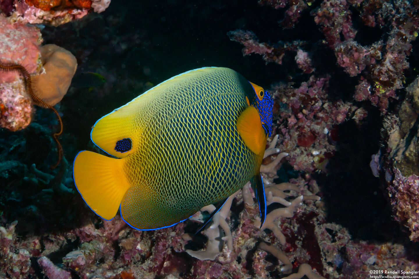 Pomacanthus xanthometopon (Yellow-Mask Angelfish)