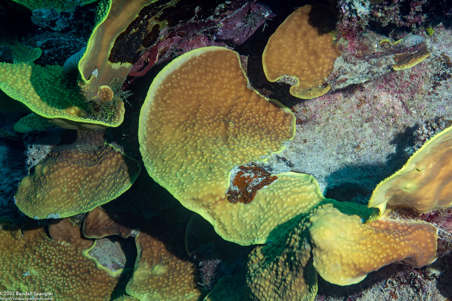 Turbinaria reniformis (Yellow Scroll Coral)