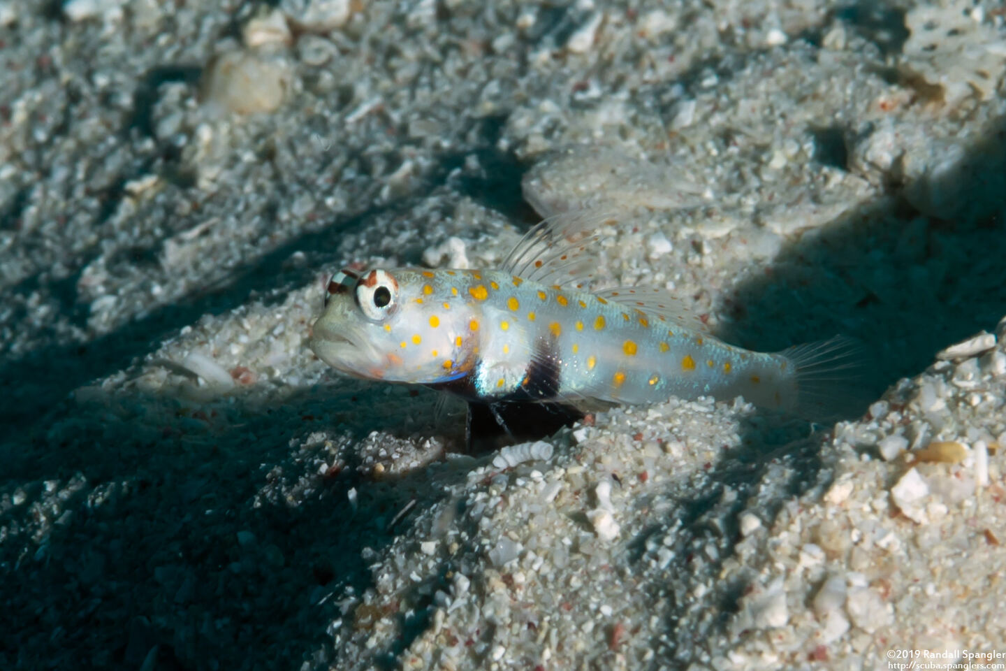 Amblyeleotris guttata (Spotted Shrimpgoby)