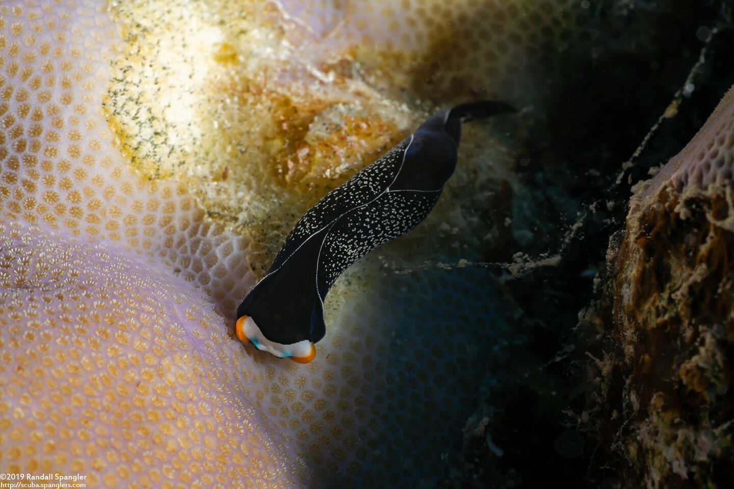Mariaglaja inornata (Headband Headshield Slug)