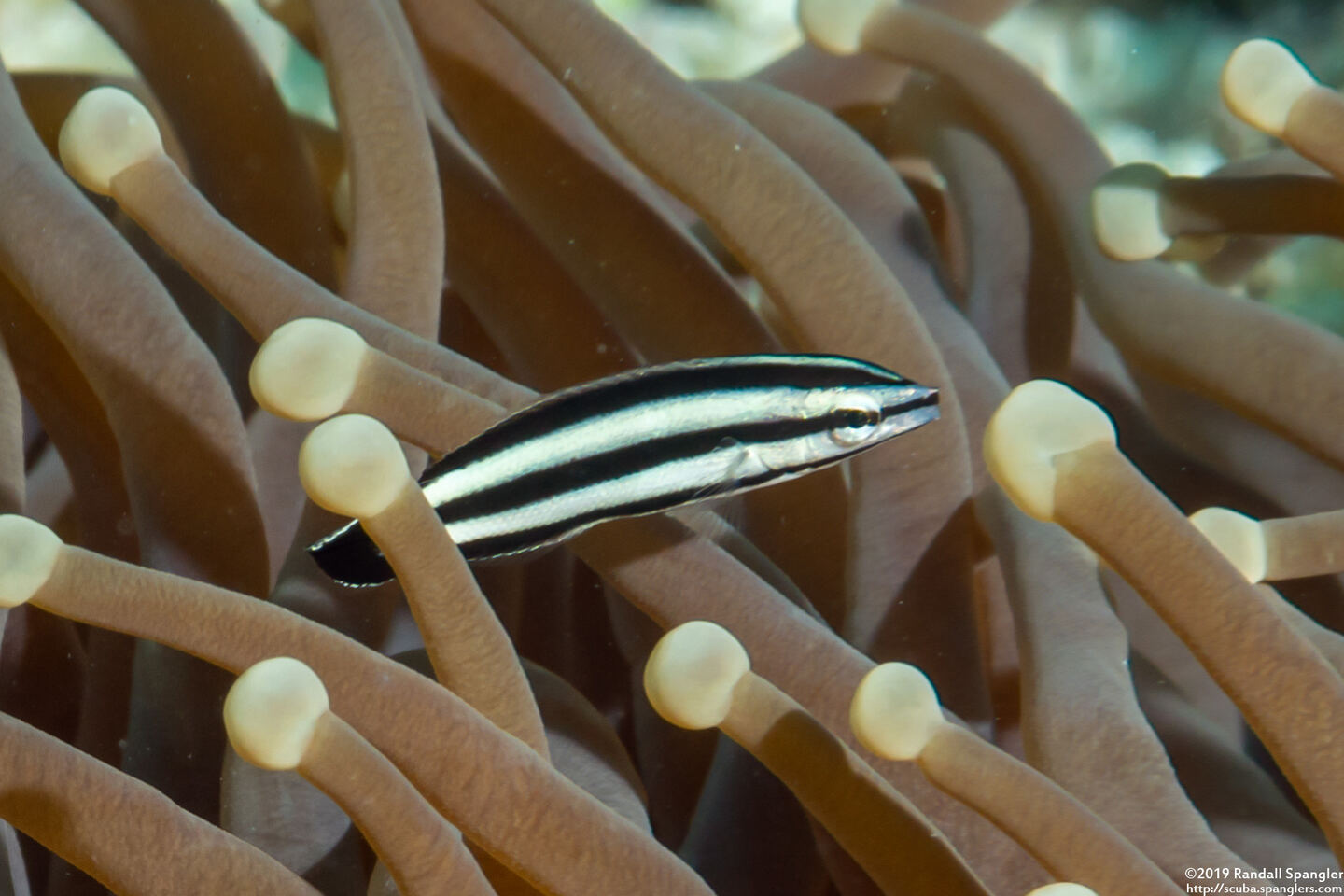 Labropsis australis (Southern Tubelip)