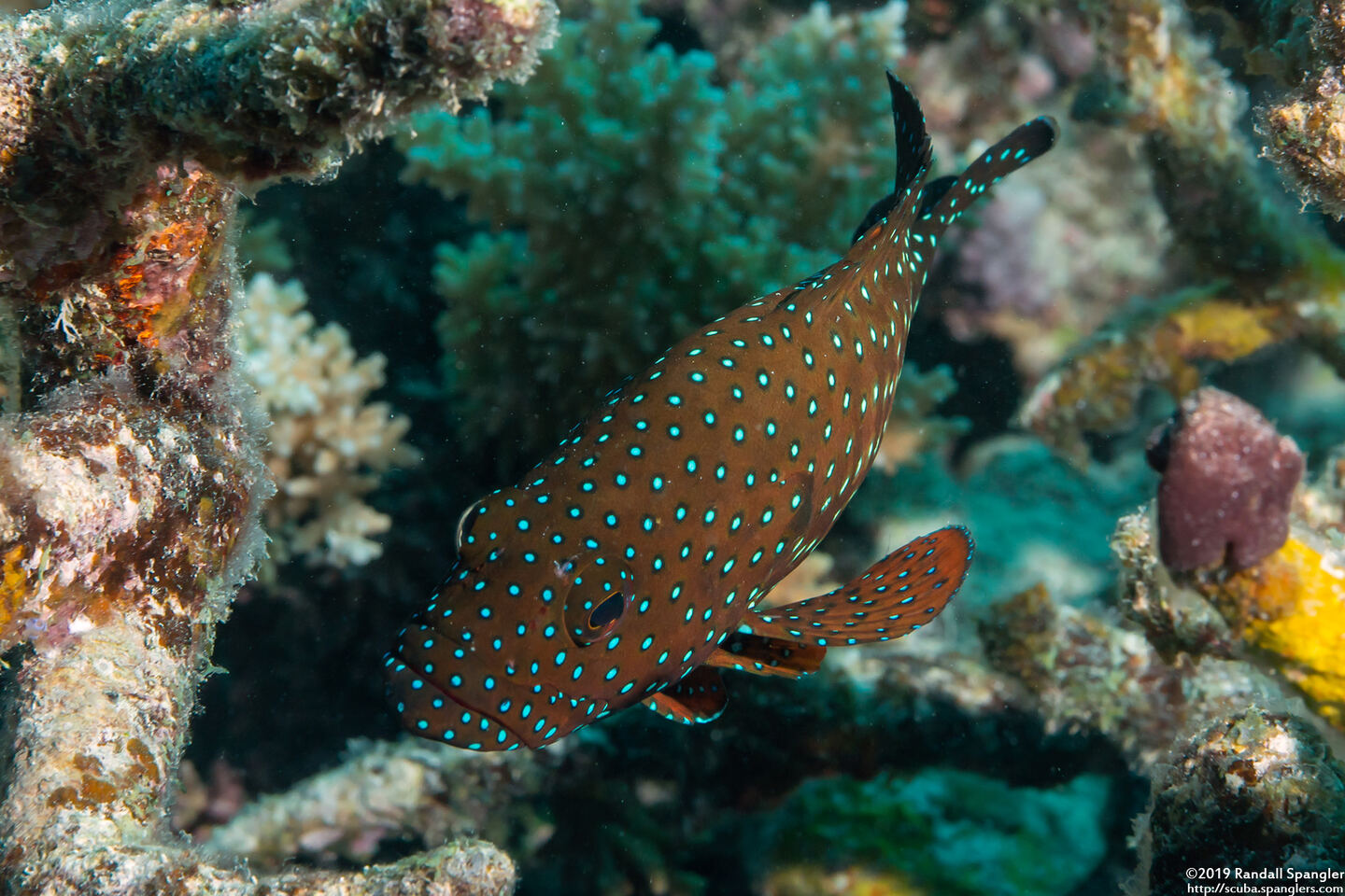 Cephalopholis cyanostigma (Bluespotted Grouper)