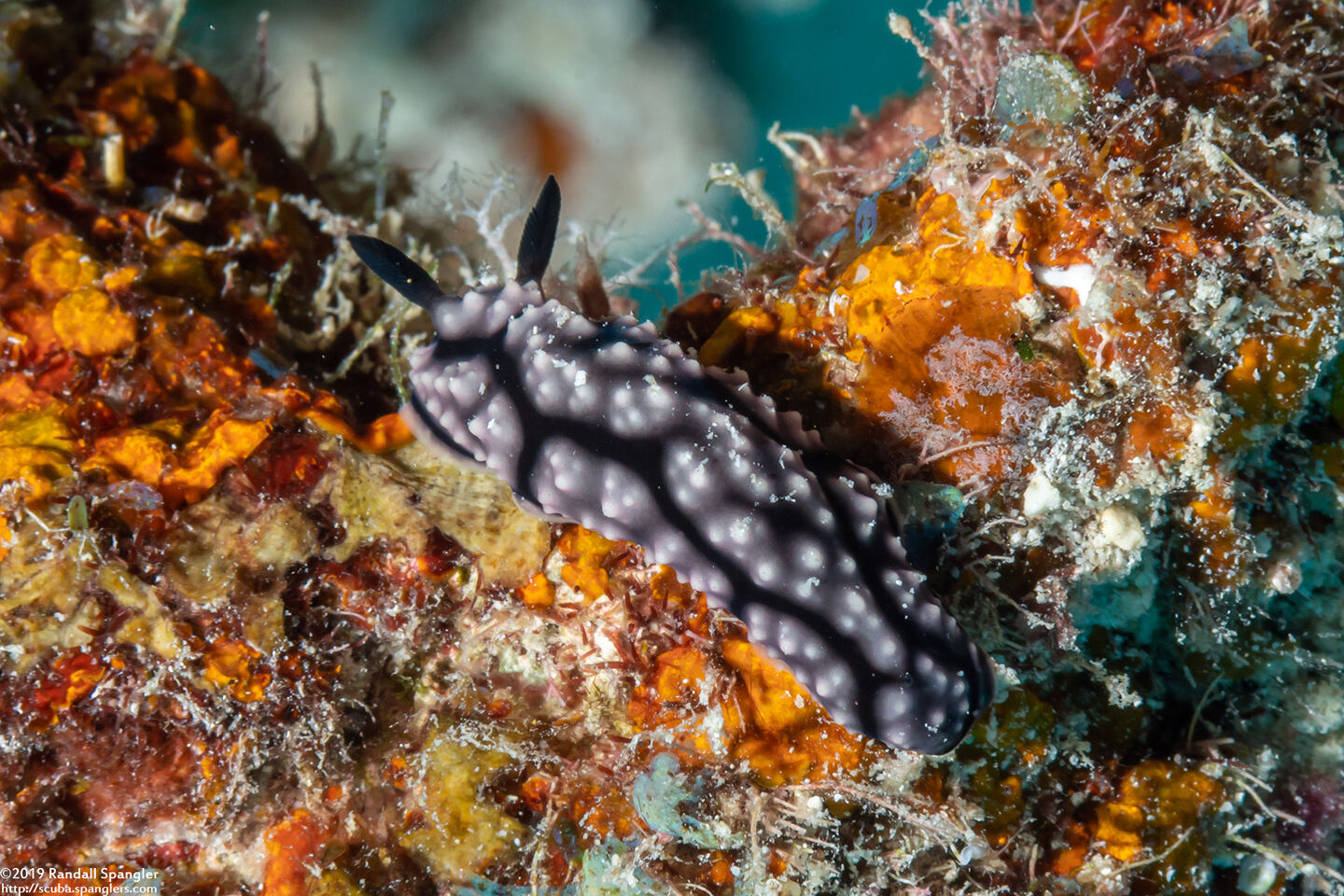 Phyllidiella lizae (Liz's Phyllidiella)