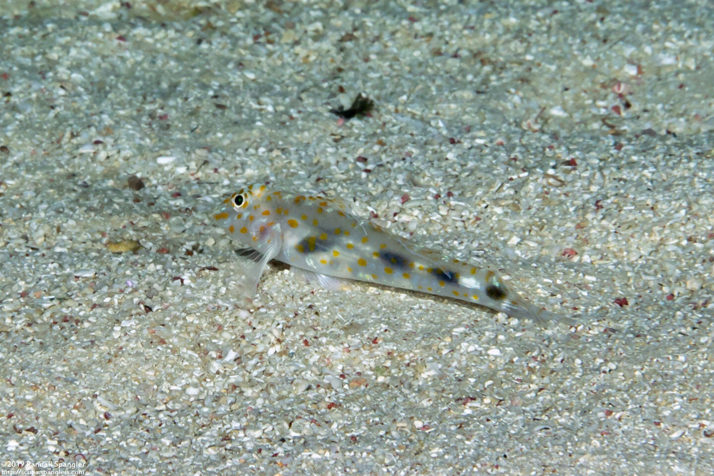 Fusigobius inframaculatus (Blotched Sandgoby)