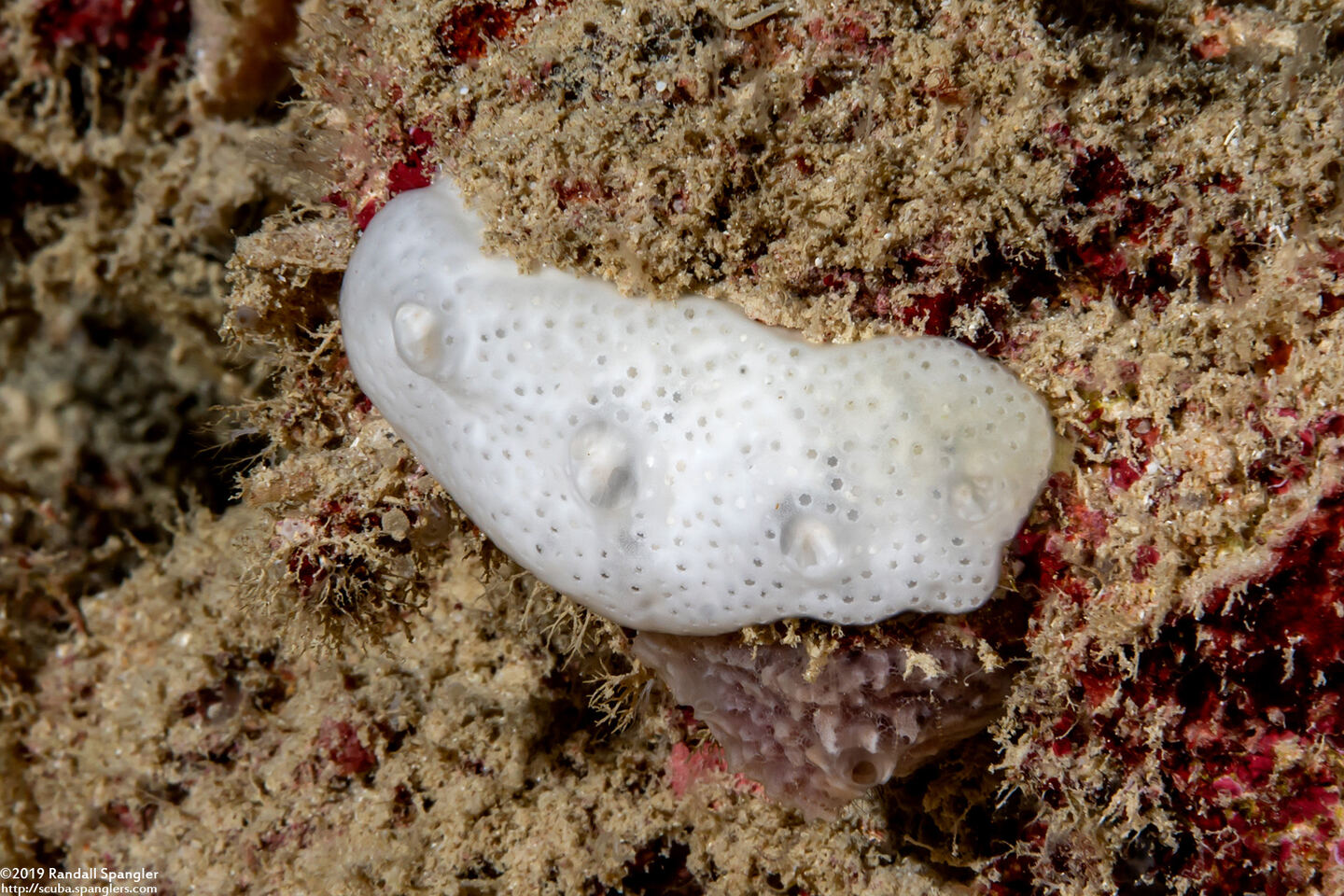 Didemnum sp.7 (Didemnum sp.7)