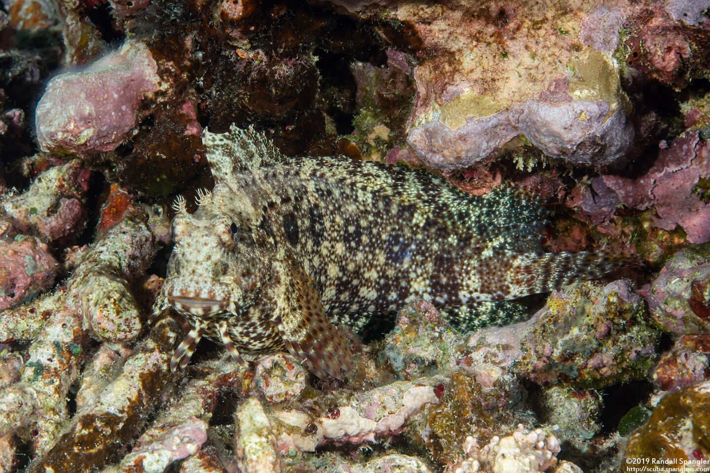 Salarias fasciatus (Jewelled Blenny)