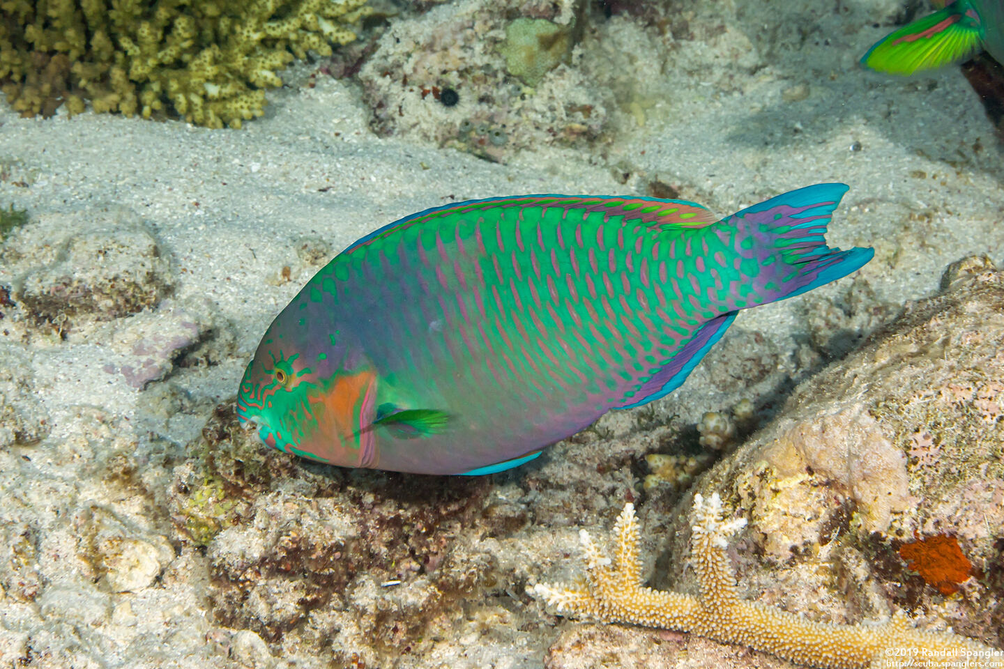 Scarus rivulatus (Surf Parrotfish)