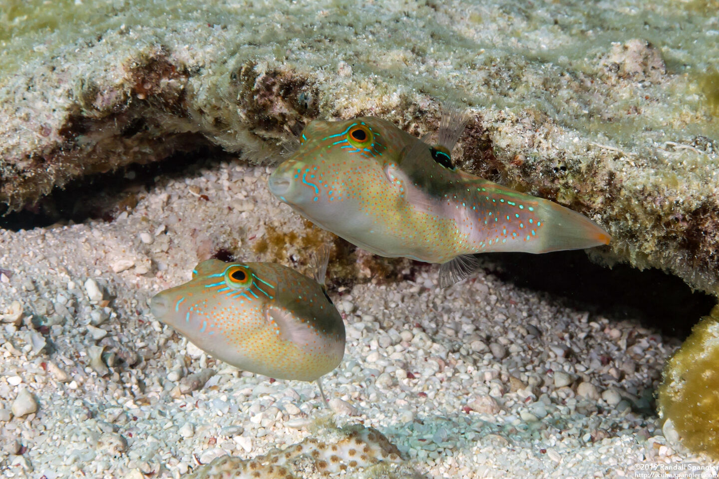 Canthigaster bennetti (Whitebelly Toby)