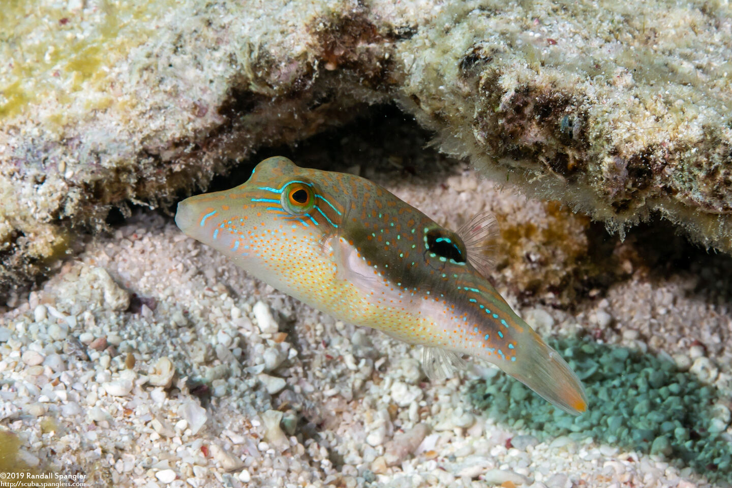 Canthigaster bennetti (Whitebelly Toby)