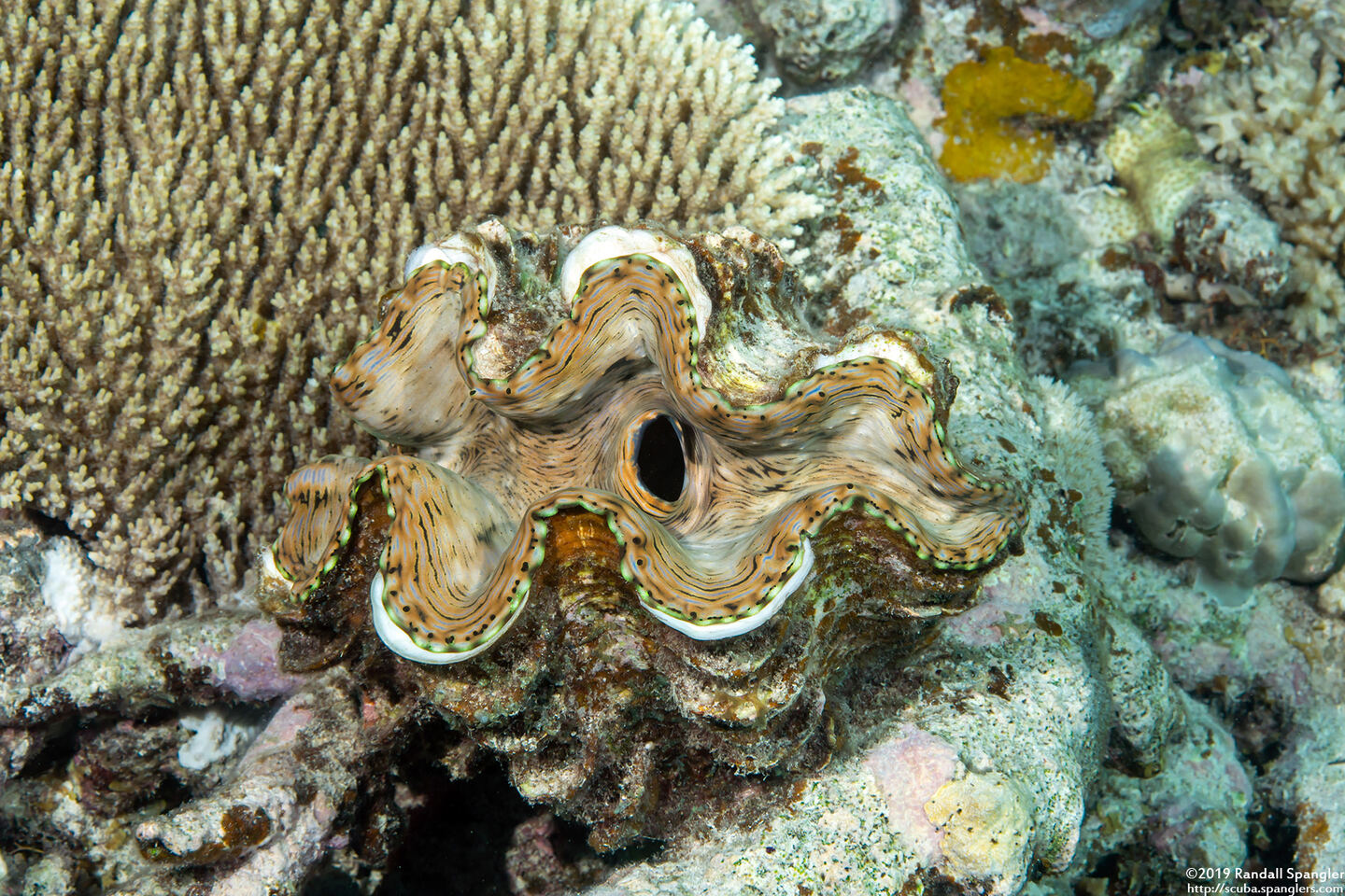 Tridacna crocea (Boring Giant Clam)
