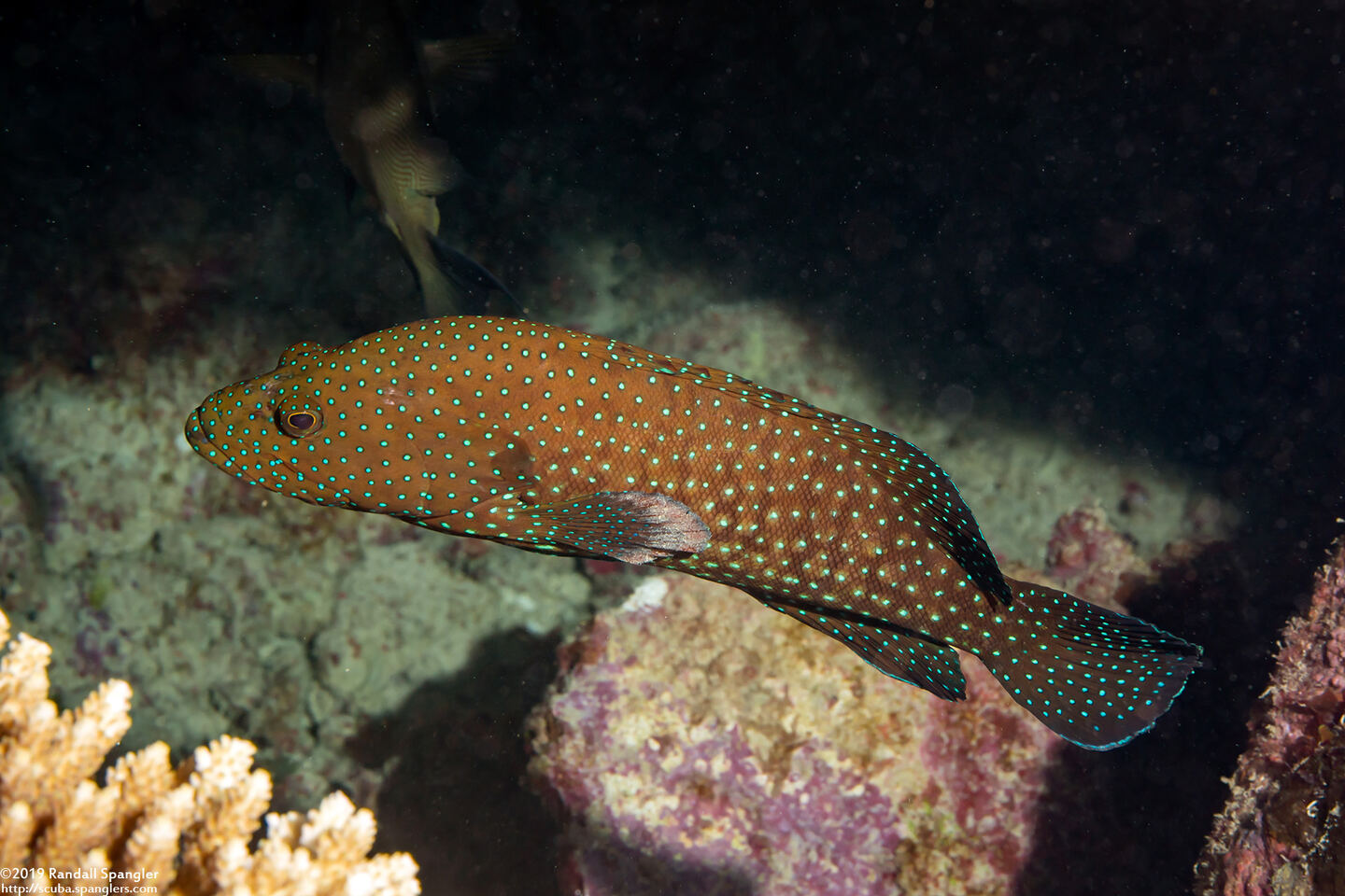 Cephalopholis cyanostigma (Bluespotted Grouper)