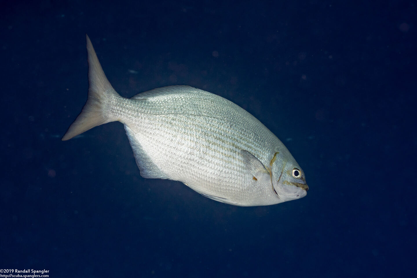Kyphosus vaigiensis (Brassy Chub)