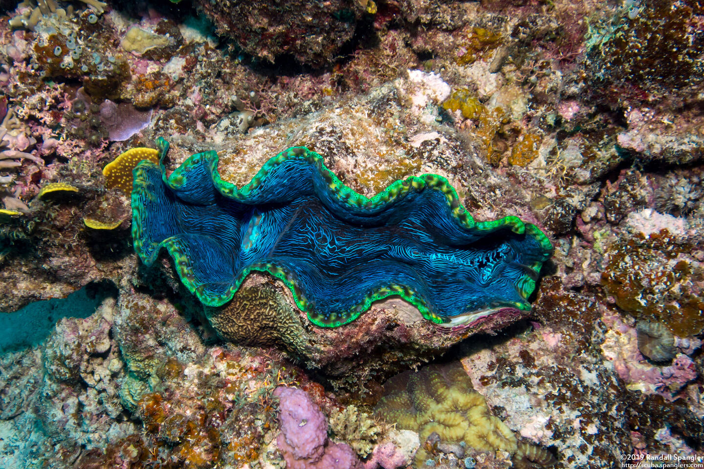 Tridacna derasa (Smooth Giant Clam)