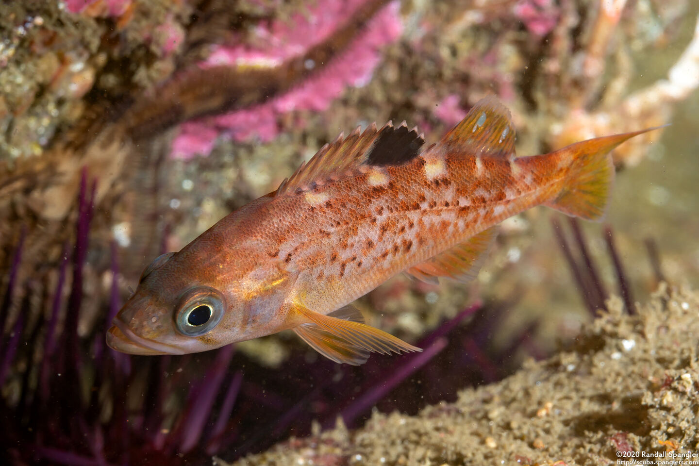 Sebastes flavidus (Yellowtail Rockfish)