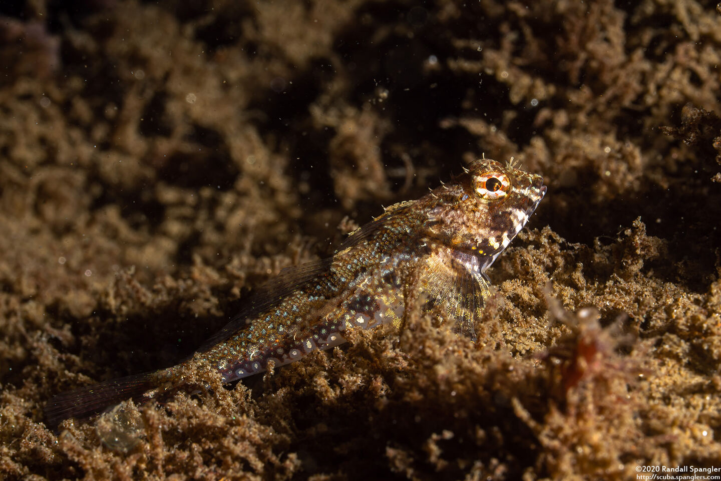 Orthonopias triacis (Snubnose Sculpin)