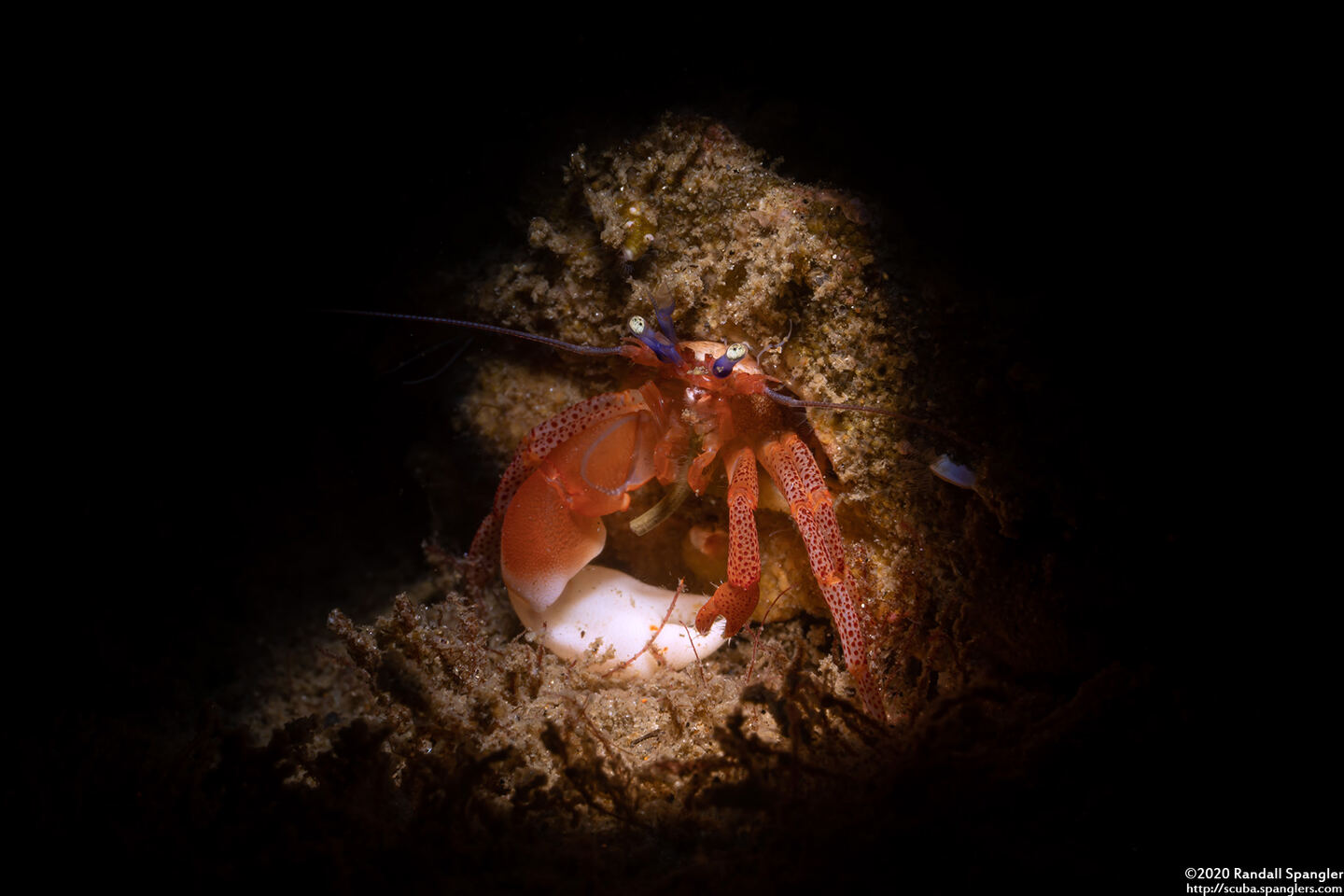 Pagurus retrorsimanus (Pagurus Retrorsimanus)