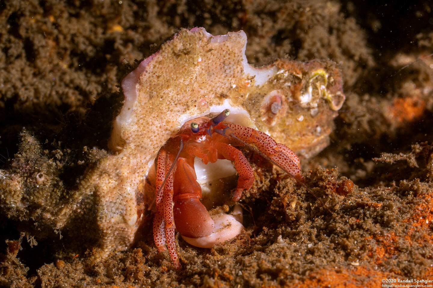 Pagurus retrorsimanus (Pagurus Retrorsimanus)