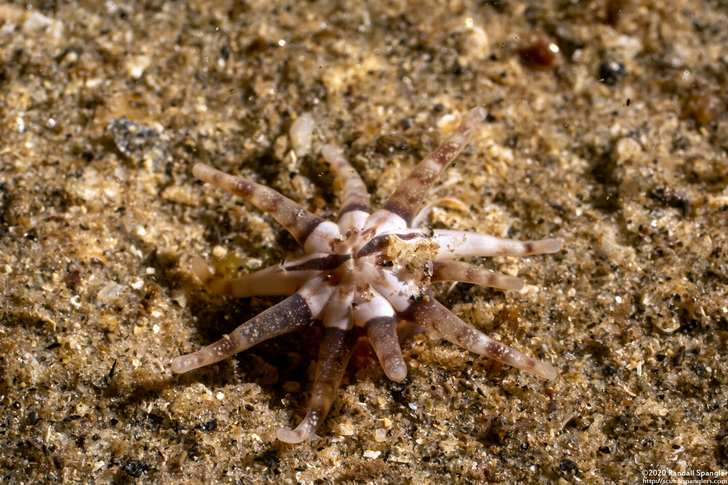 Halcampa decemtentaculata (Burrowing Anemone)