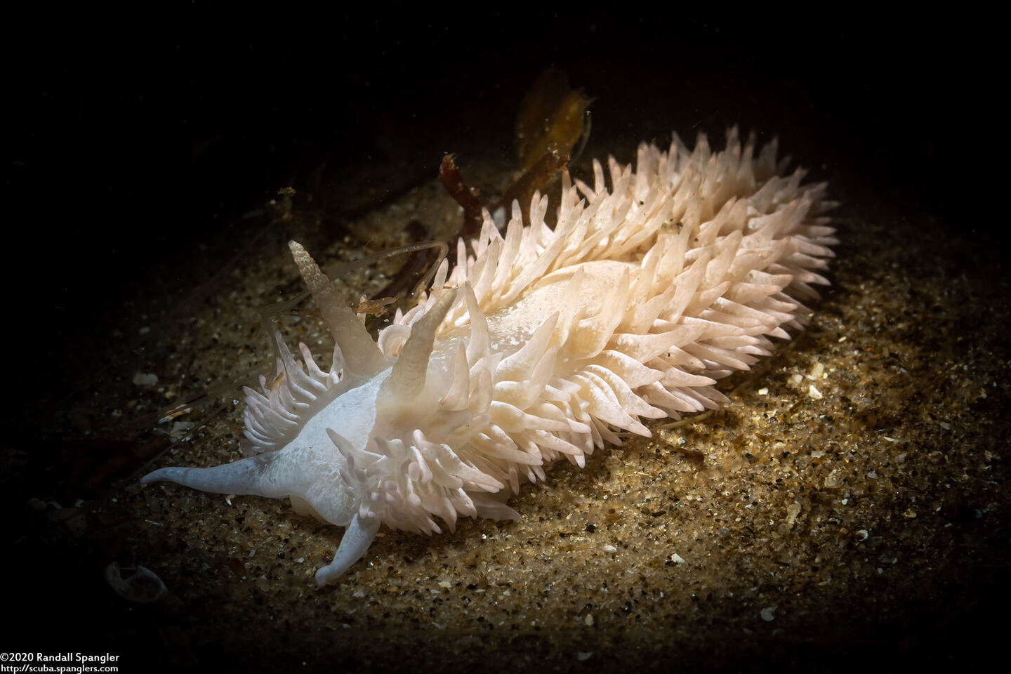 Aeolidia loui (Shag-Rug Aeolid)