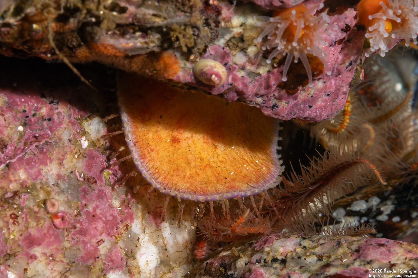 Placiphorella velata (Veiled Chiton)