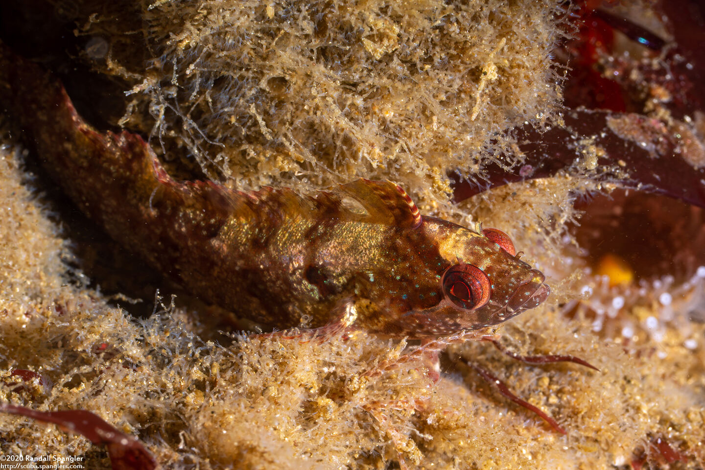 Gibbonsia montereyensis (Crevice Kelpfish)