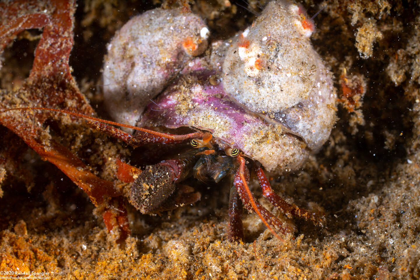 Pagurus hemphilli (Maroon Hermit Crab)