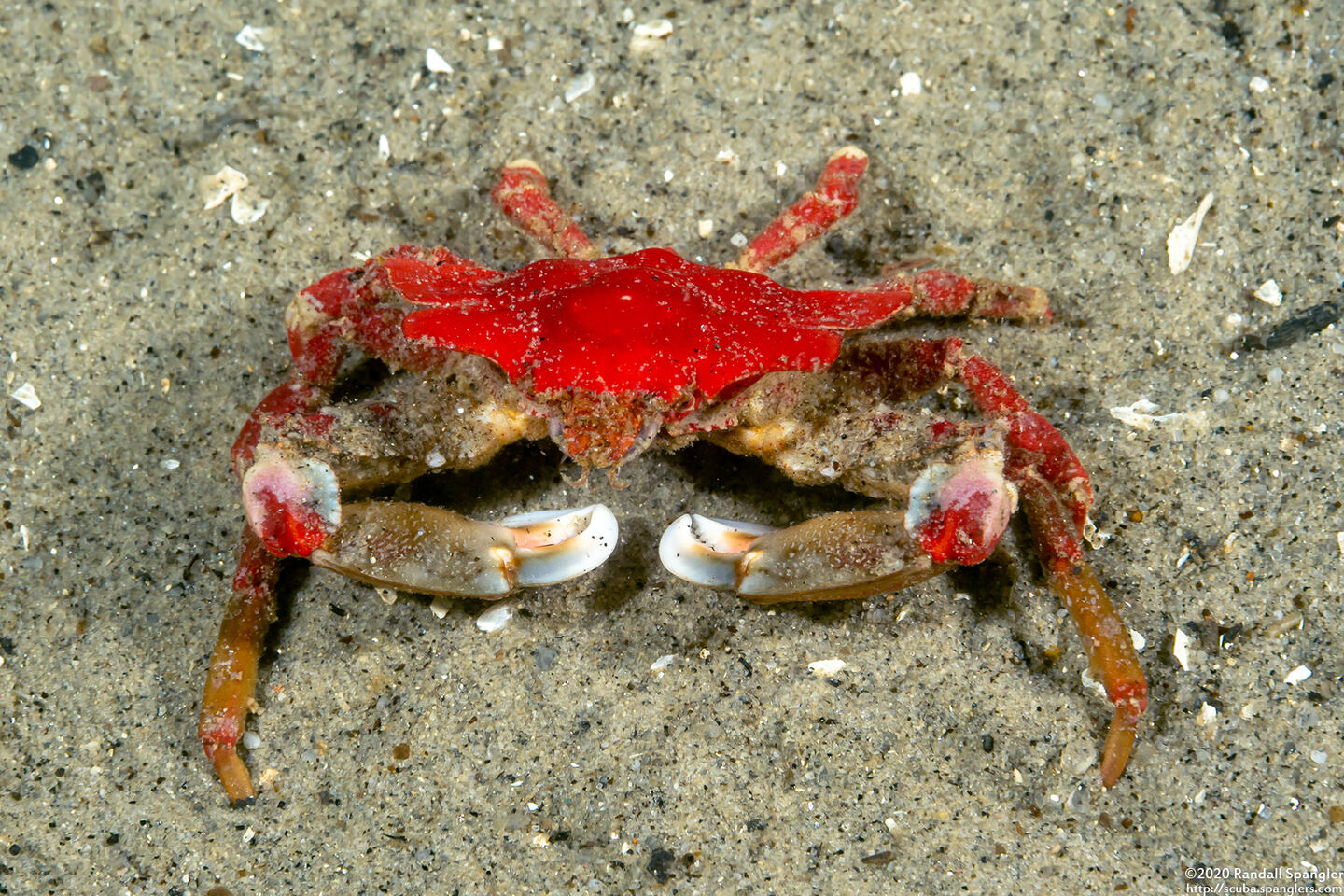 Pugettia foliata (Foliate Kelp Crab)