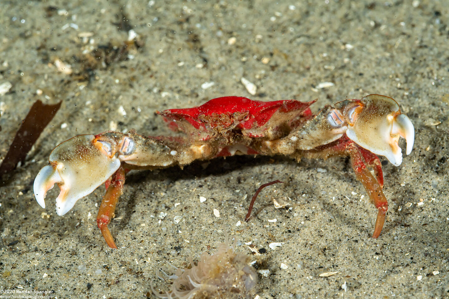 Pugettia foliata (Foliate Kelp Crab)