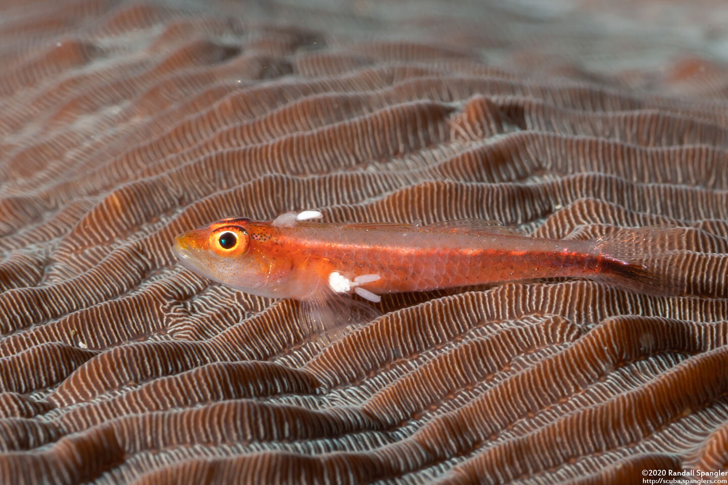 Pleurosicya micheli (Stonycoral Ghostgoby); With parasites