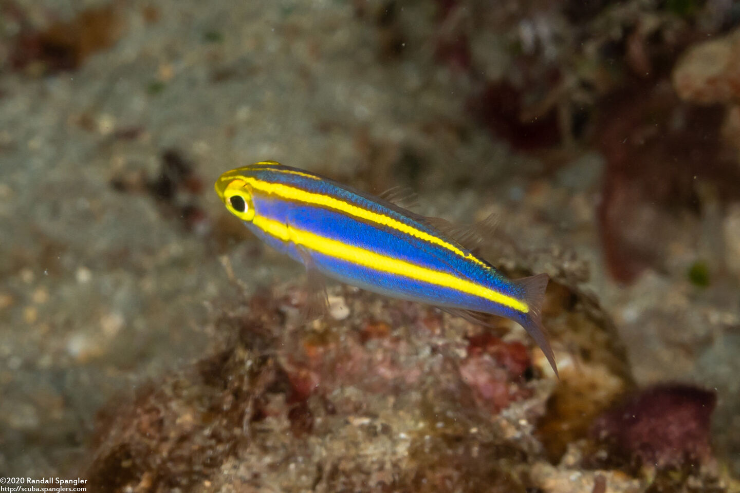 Pentapodus emeryii (Double Whiptail)