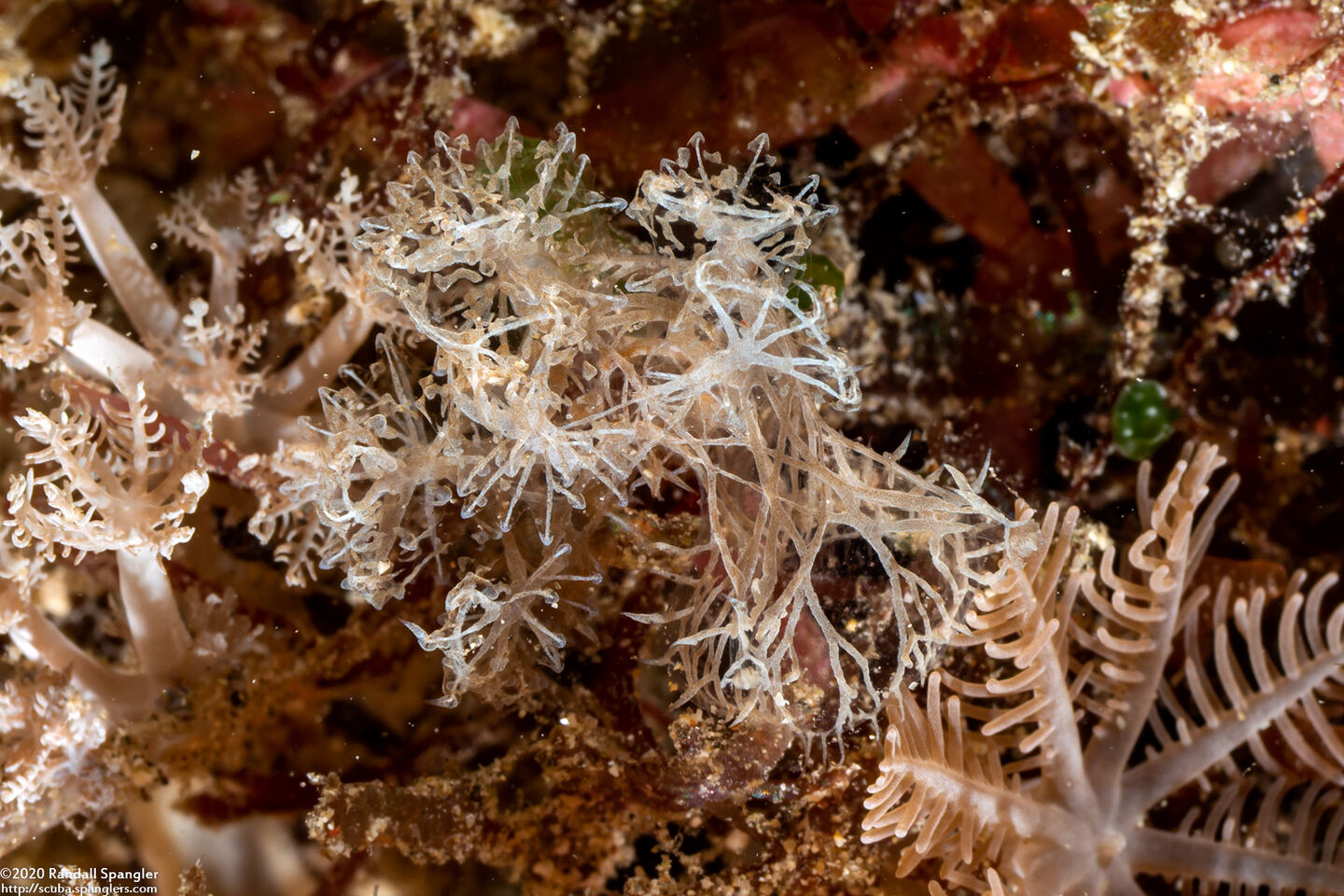 Melibe colemani (Coleman's Melibe)