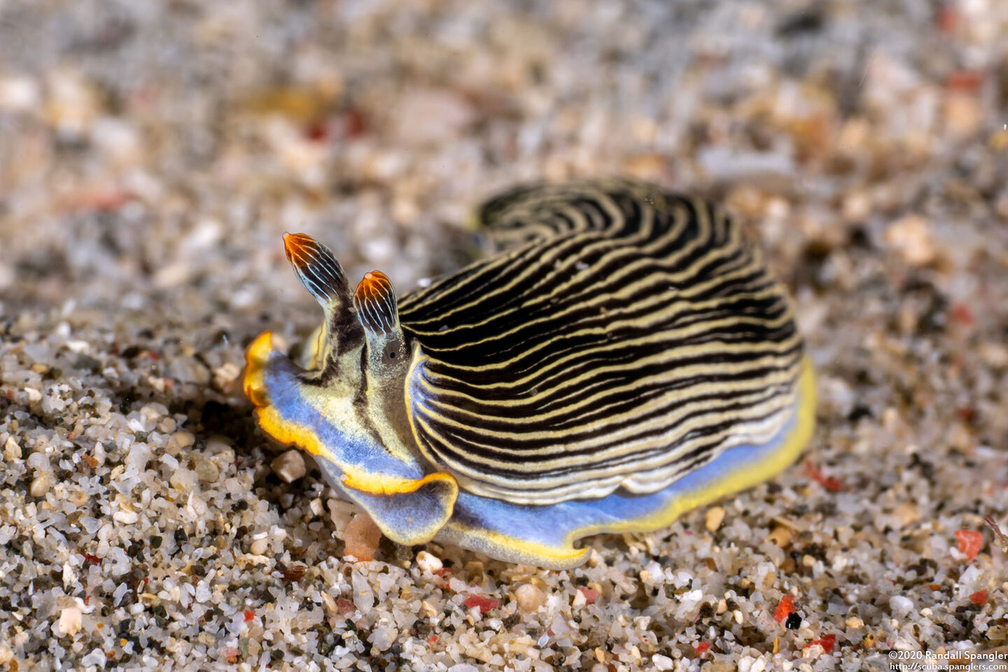 Armina semperi (Semper's Armina)