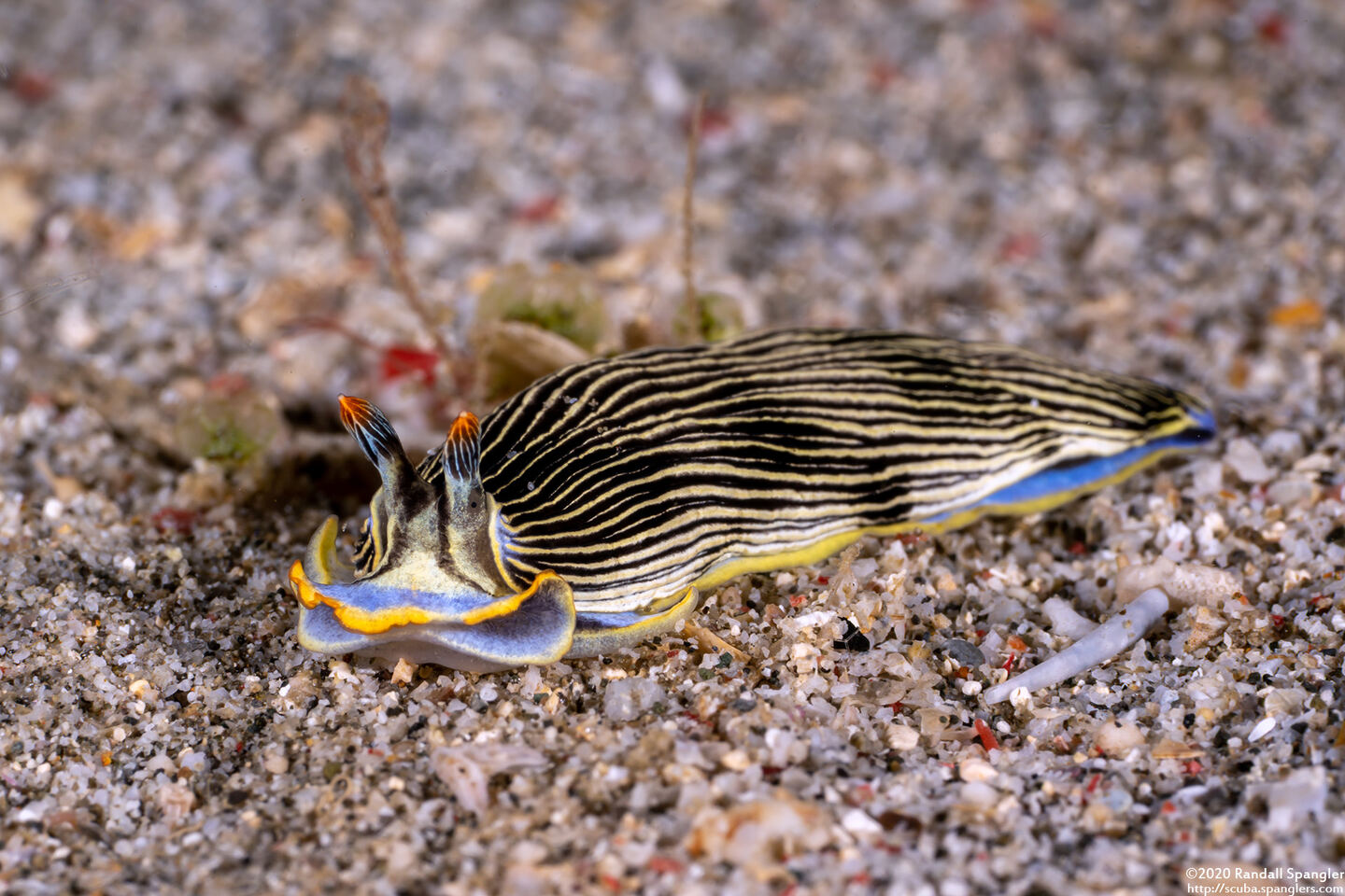 Armina semperi (Semper's Armina)