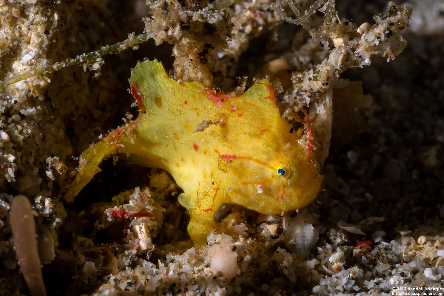 Antennatus nummifer (Spotfin Frogfish)