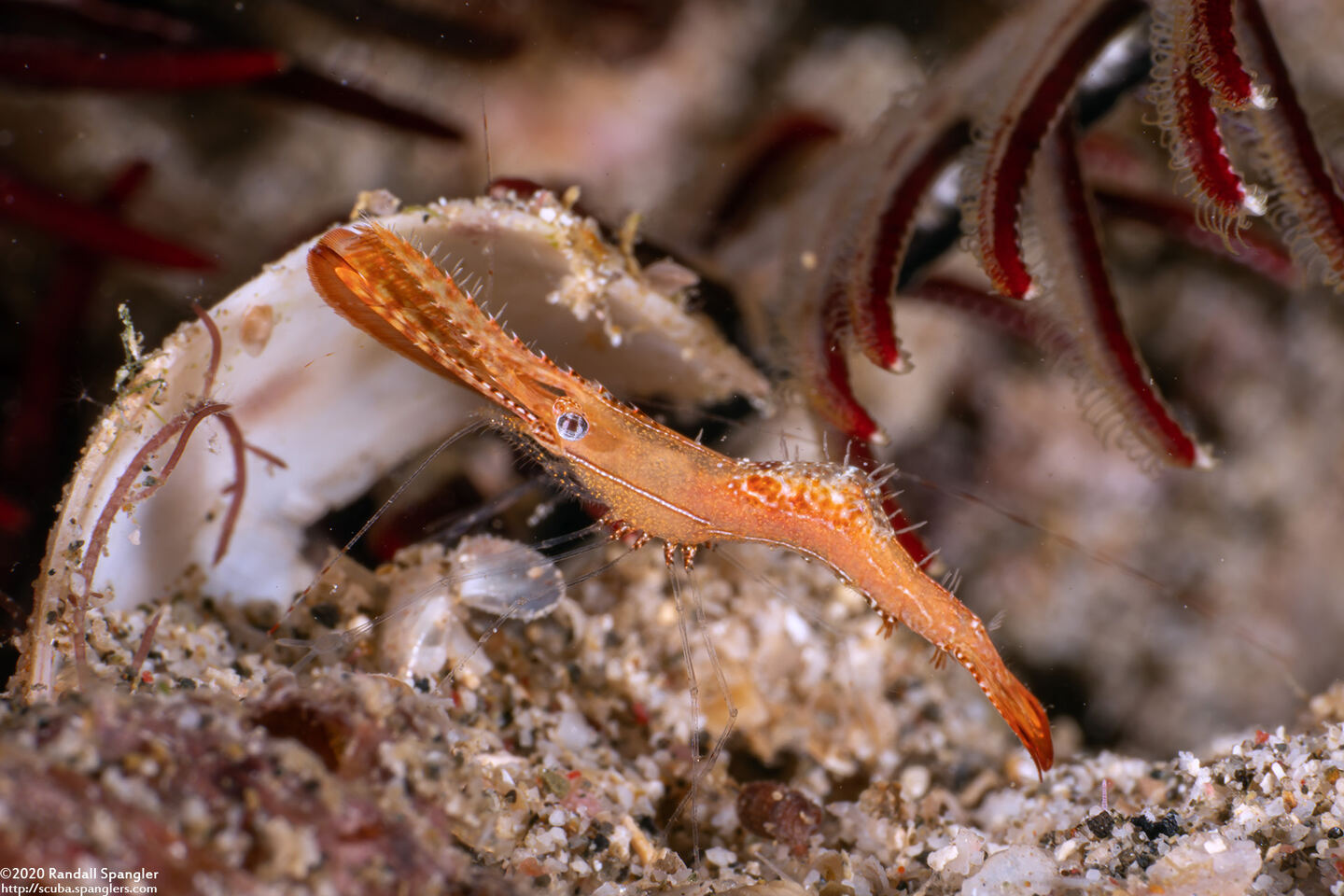 Leander plumosus (Long Nose Rock Shrimp)