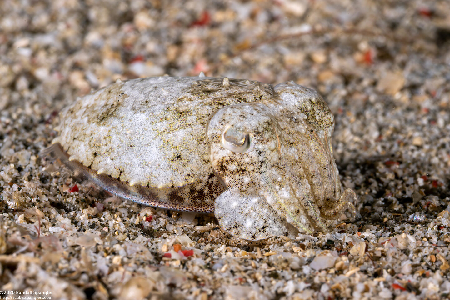 Sepia latimanus (Broadclub Cuttlefish)