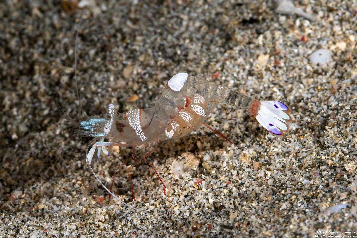 Ancylomenes magnificus (Magnificent Anemone Shrimp)