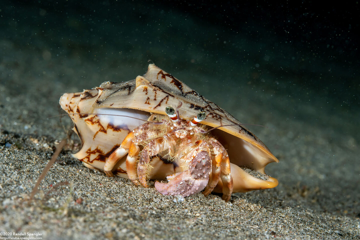 Dardanus pedunculatus (Anemone Hermit Crab)