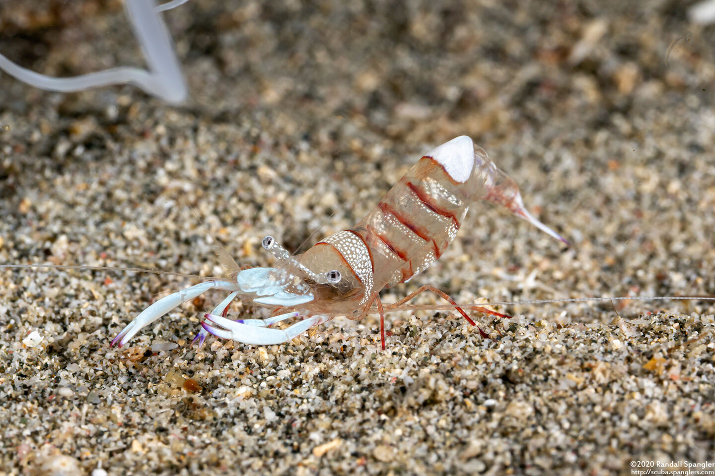 Ancylomenes magnificus (Magnificent Anemone Shrimp)