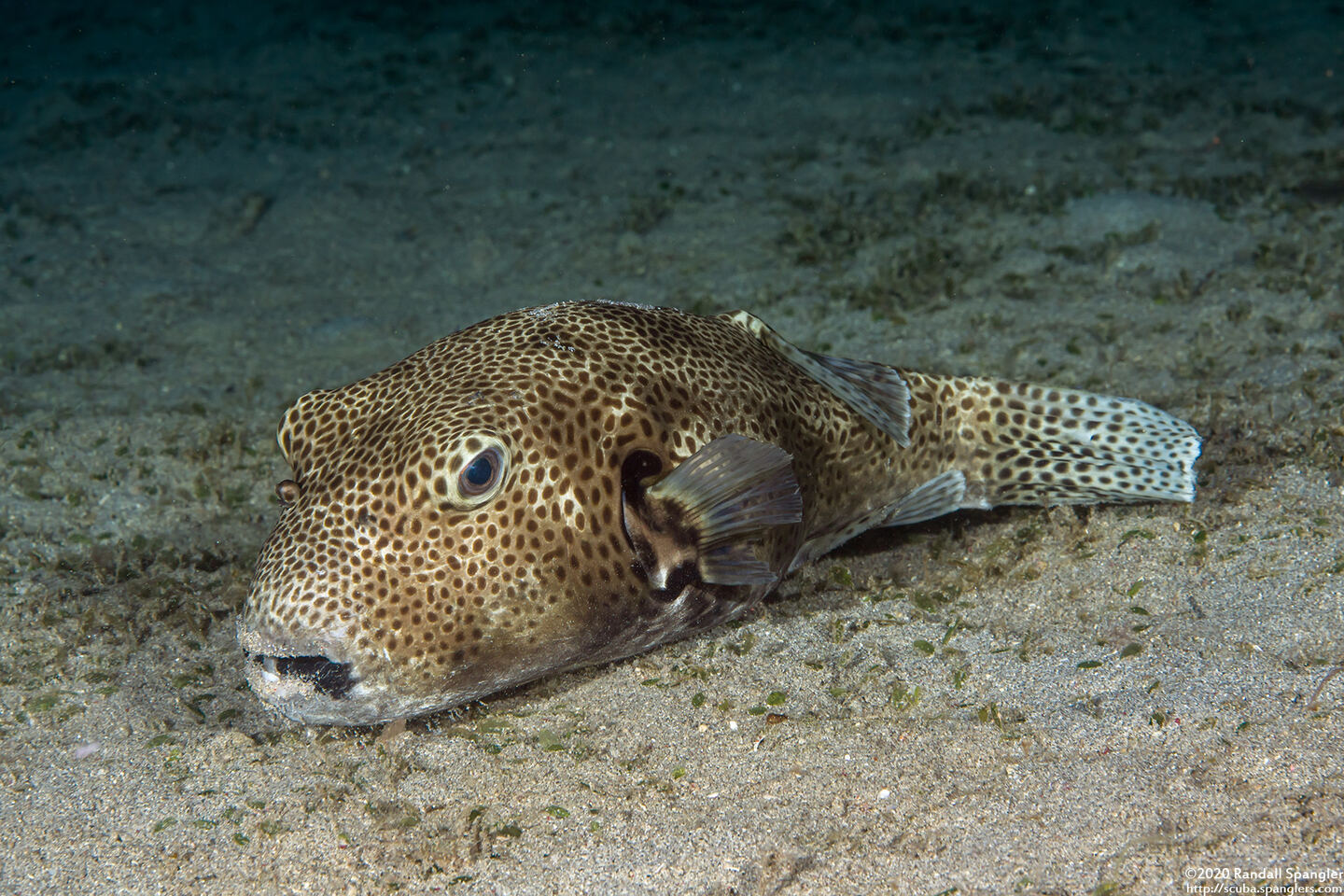 Arothron stellatus (Star Puffer)