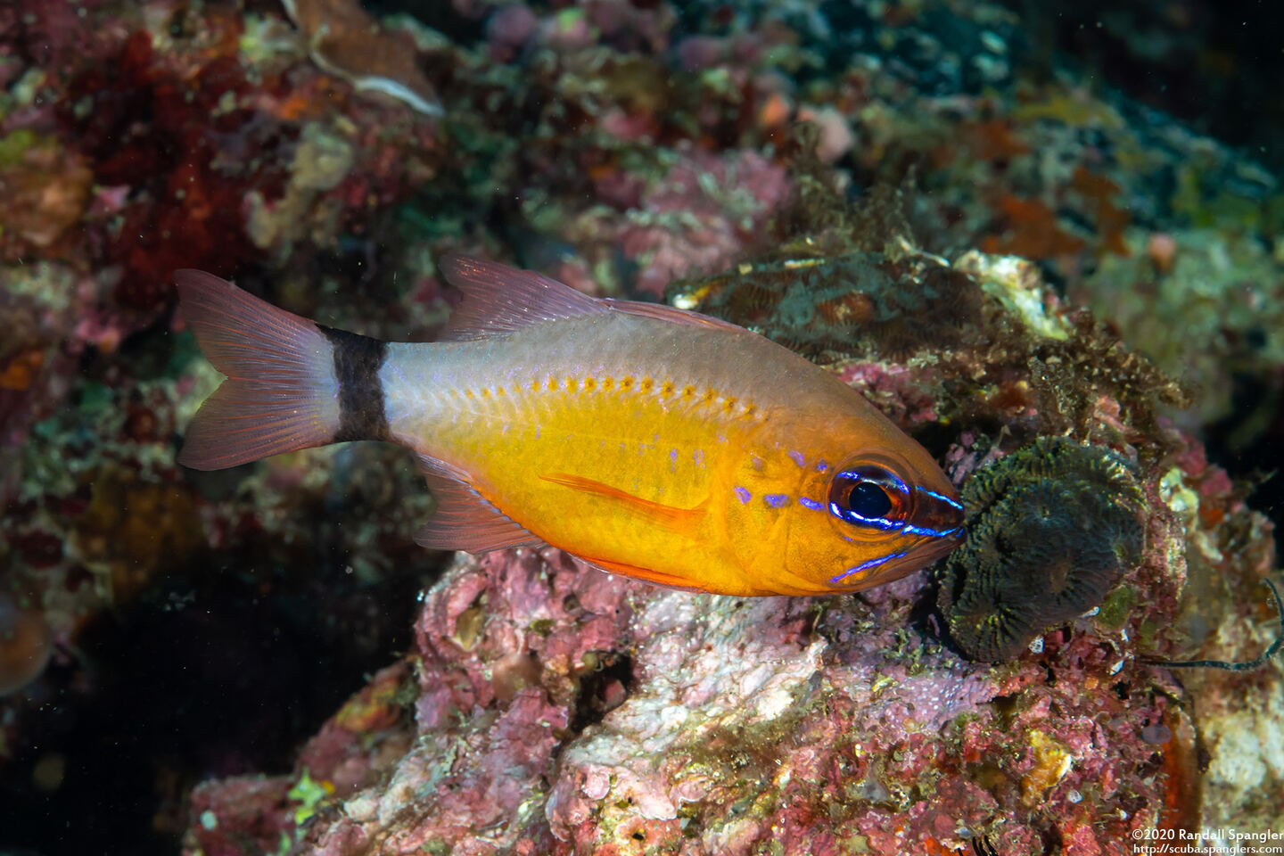 Ostorhinchus aureus (Ringtailed Cardinalfish)