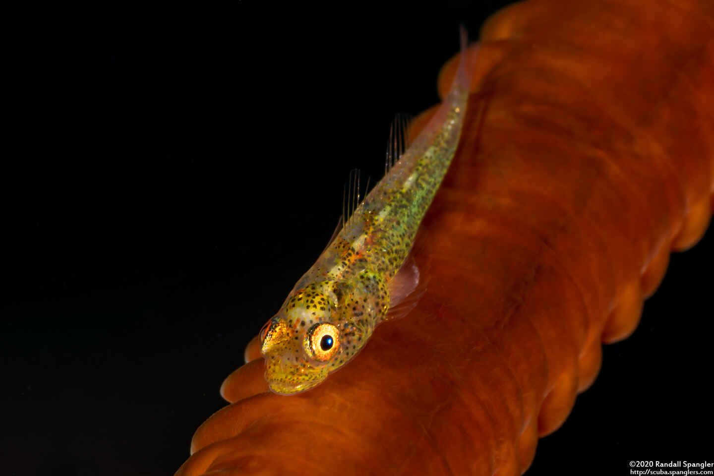 Bryaninops yongei (Wire Coral Goby)