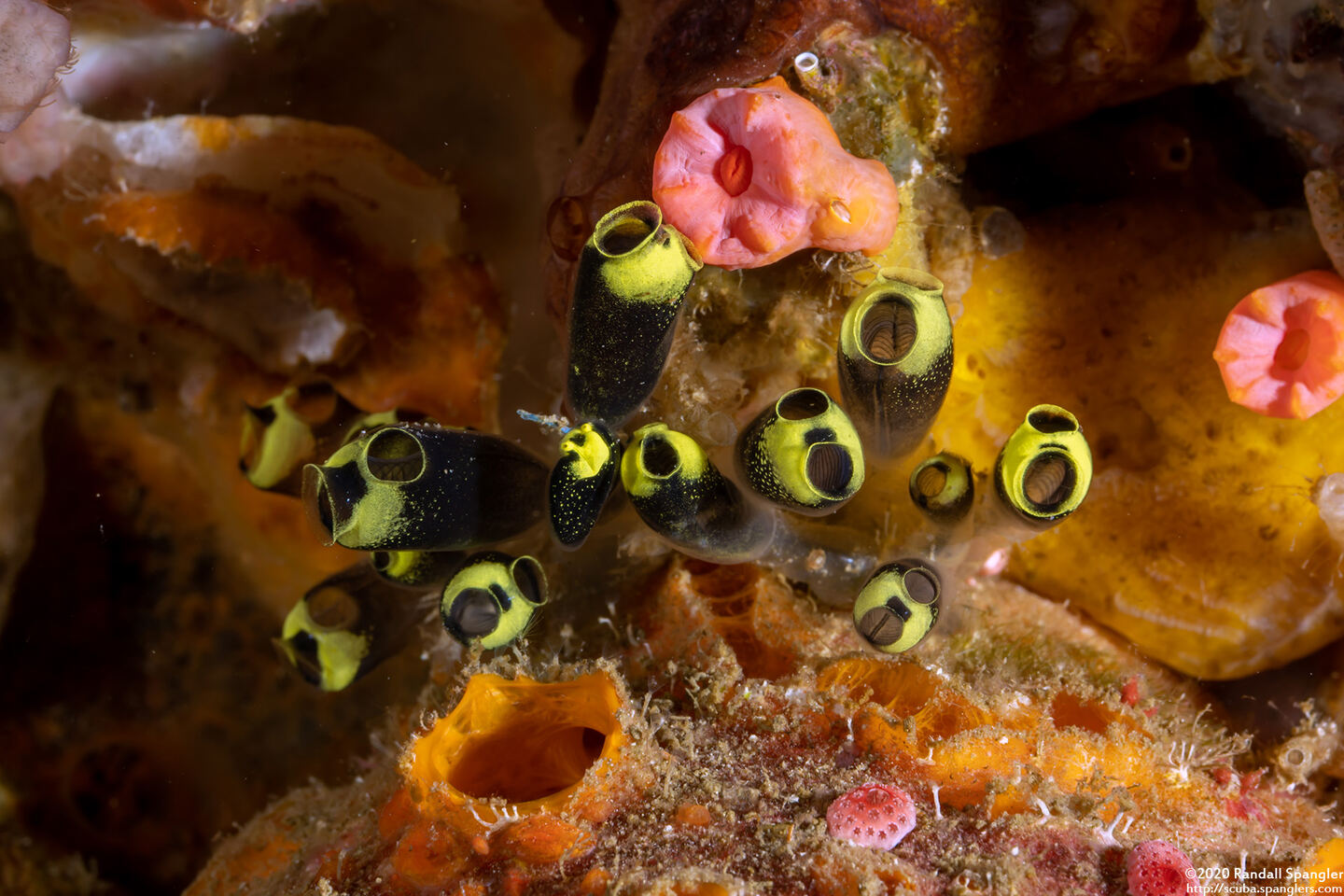 Clavelina robusta (Robust Clavelina)