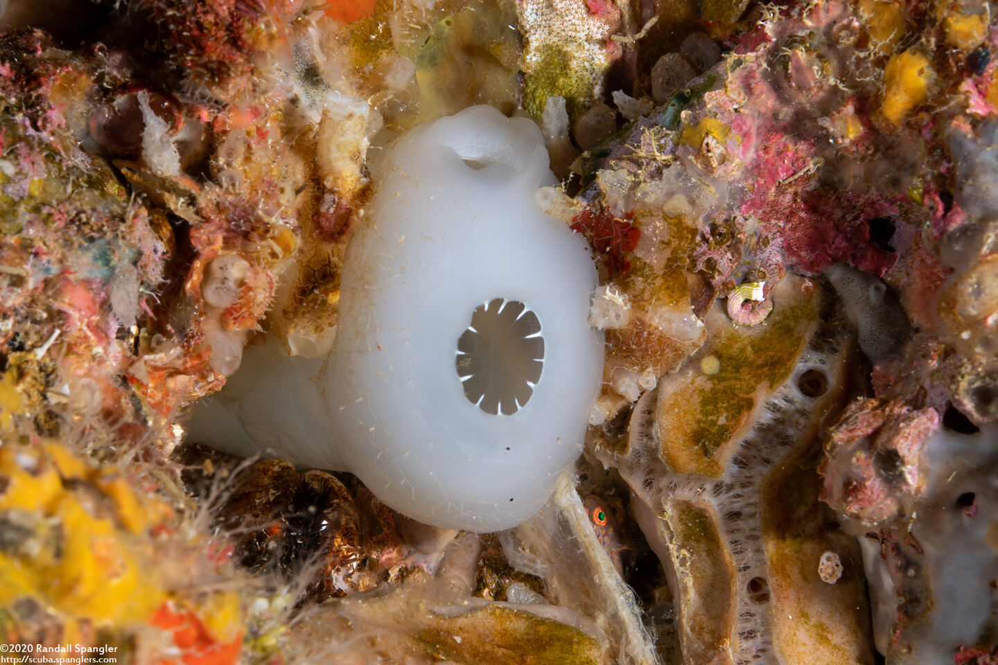 Molgulidae sp.1 (Phlebobranch Ascidian)
