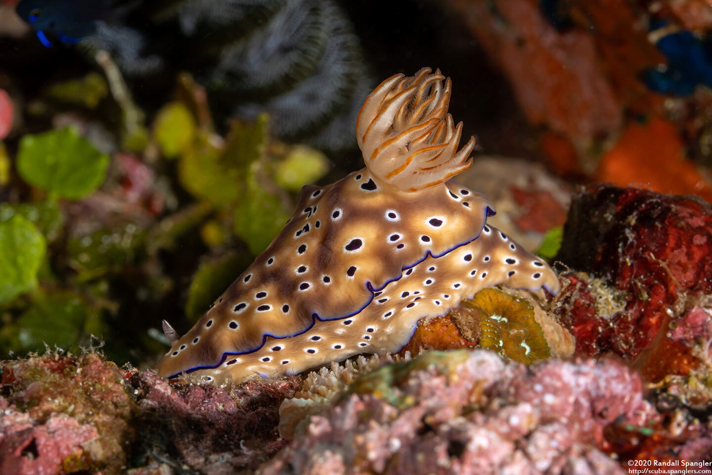 Hypselodoris tryoni (Tryon's Risbecia)