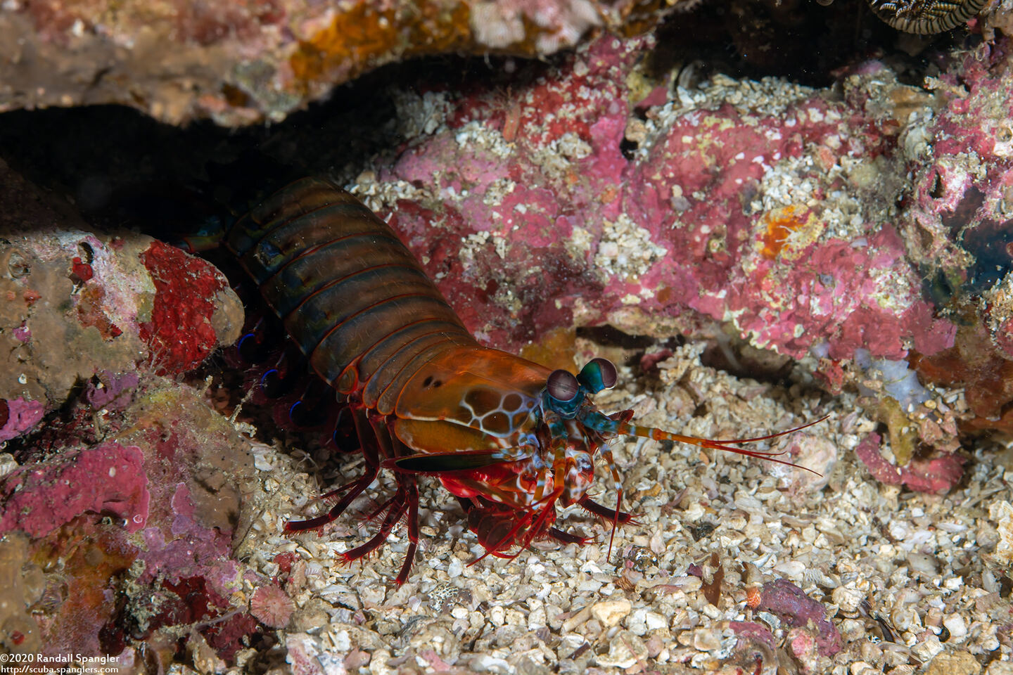Odontodactylus scyllarus (Peacock Mantis Shrimp)