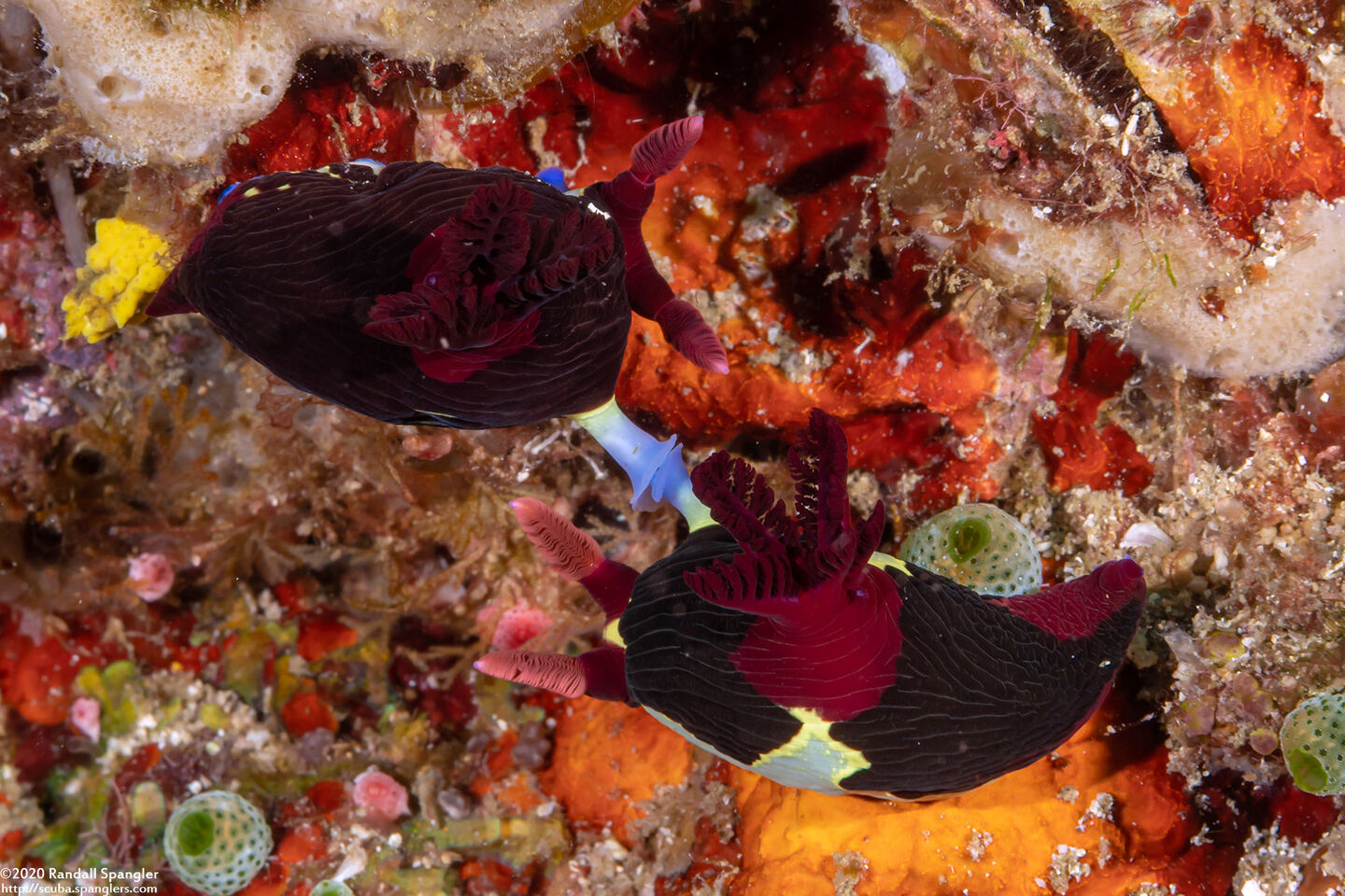 Nembrotha chamberlaini (Chamberlain's Nembrotha)