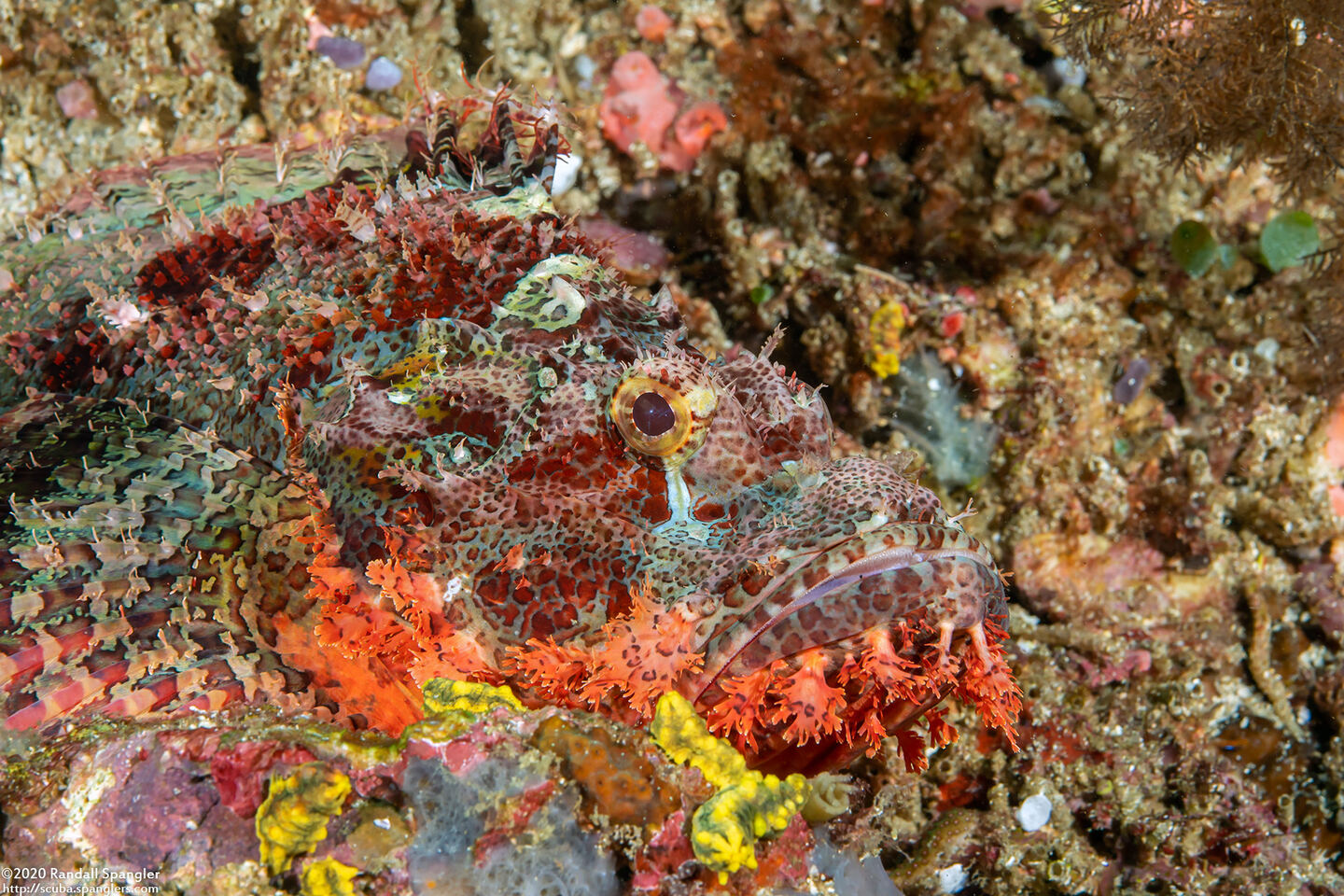 Scorpaenopsis oxycephala (Tasseled Scorpionfish)