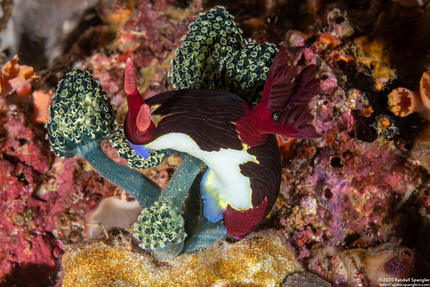 Nembrotha chamberlaini (Chamberlain's Nembrotha)