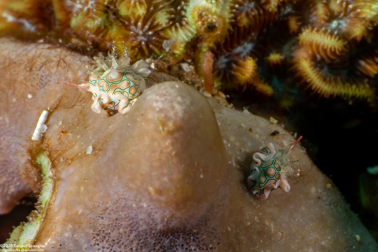 Sagaminopteron psychedelicum (Psychedelic Batwing Slug)